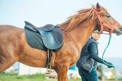 Tangier: 1-Hour Horseback Riding Experience for Beginners