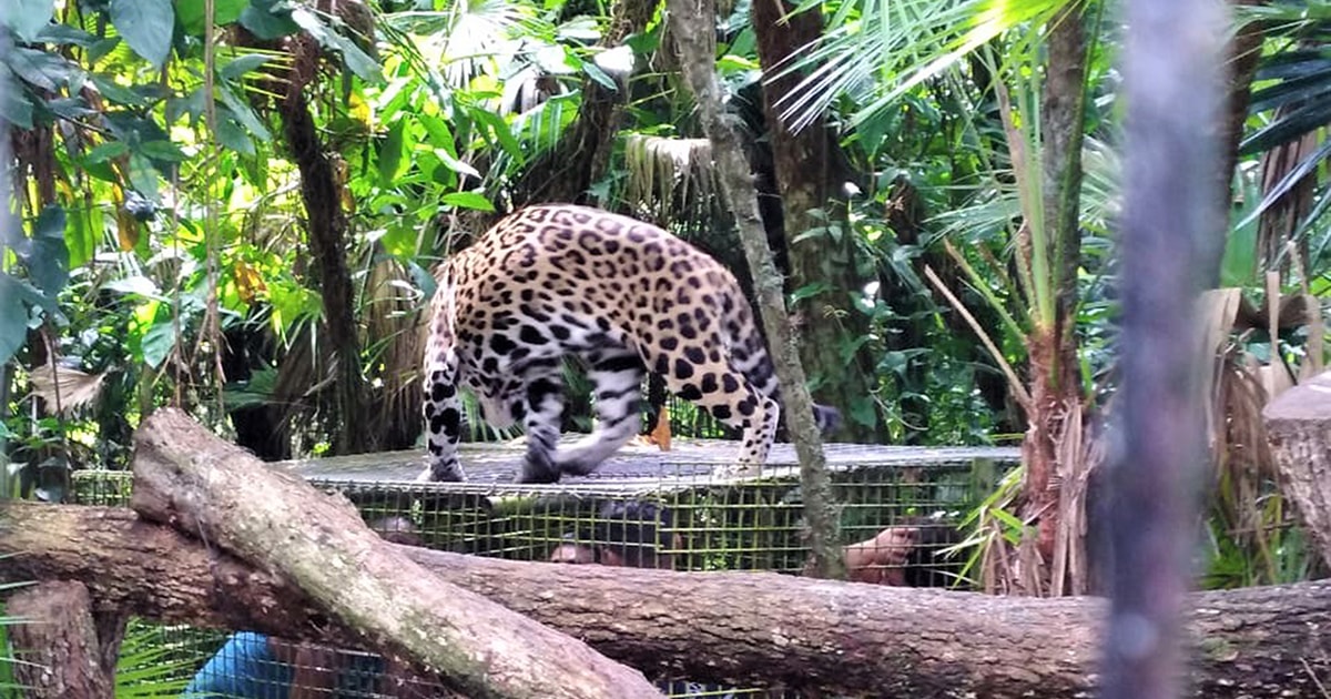 The Belize Zoo Wildlife Adventure & City Tour | GetYourGuide