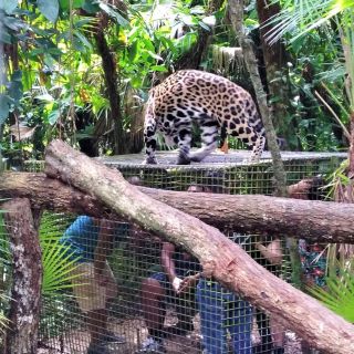 The Belize Zoo Wildlife Adventure & City Tour