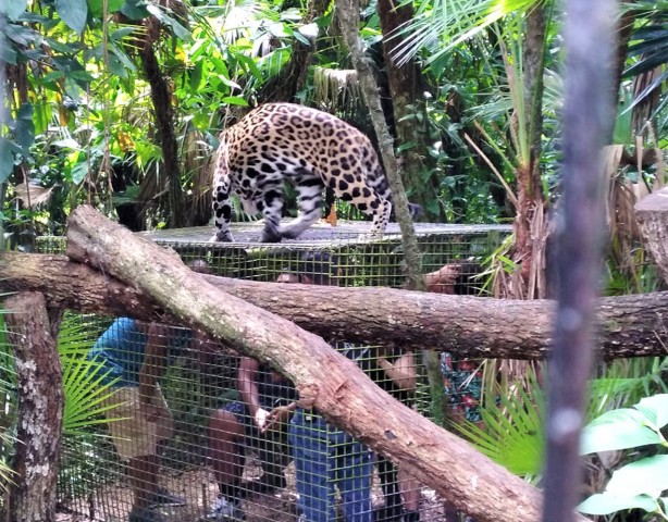 Visit The Belize Zoo Wildlife Adventure & City Tour in Belize City, Belize