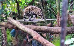 The Belize Zoo Wildlife Adventure & City Tour