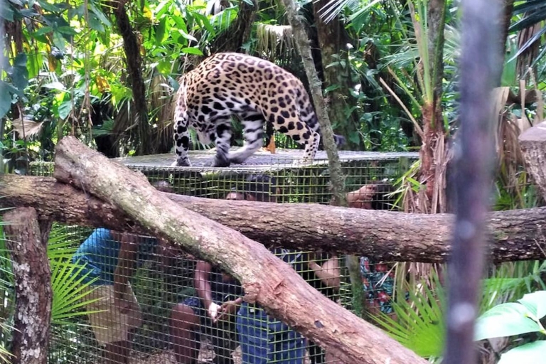 Belize Zoo: Wildtier-Abenteuer und SightseeingtourBelize Zoo: Wildtier-Abendteuer und Sightseeingtour