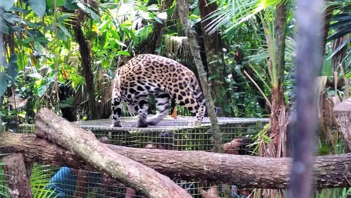 the belize zoo wildlife adventure city tour