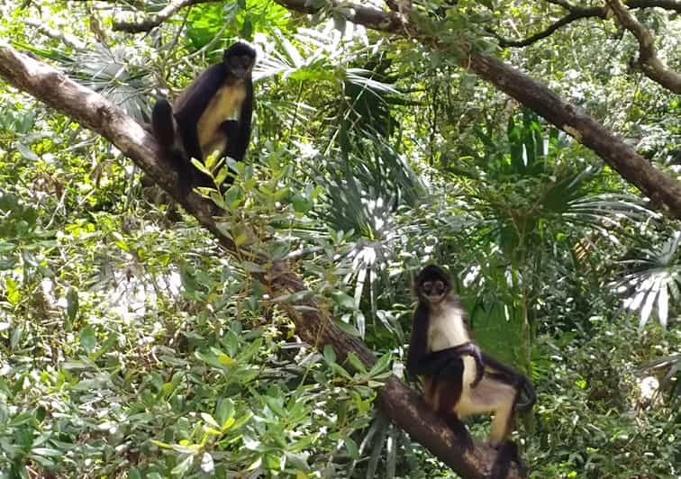 The Belize Zoo Wildlife Adventure & City Tour | GetYourGuide