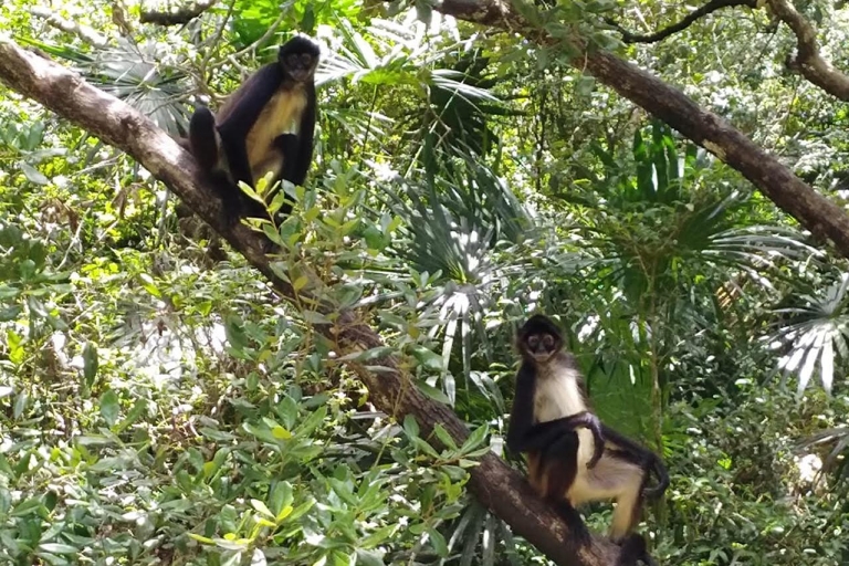 Belize Zoo: Wildtier-Abenteuer und SightseeingtourBelize Zoo: Wildtier-Abendteuer und Sightseeingtour