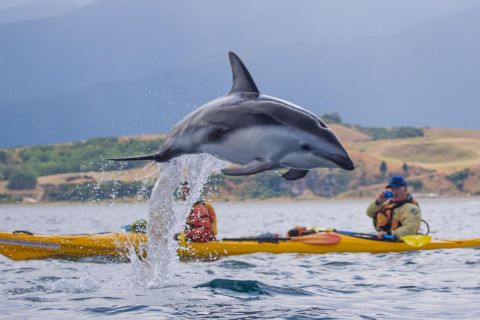 Kaikoura: tour di mezza giornata in kayak nella fauna selvatica