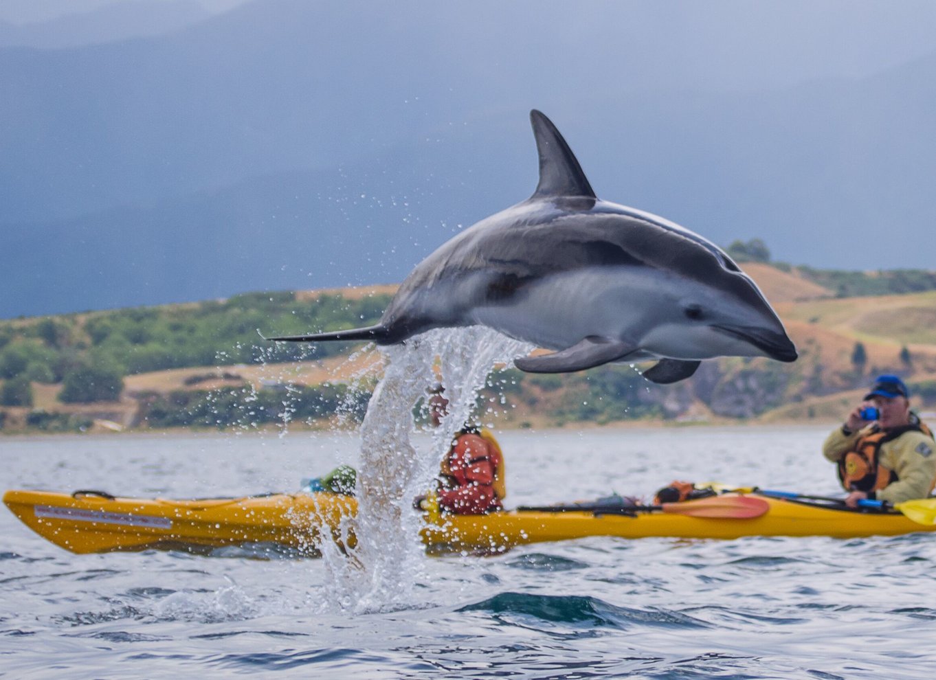 Kaikoura: Halvdagstur i kajak med vilde dyr