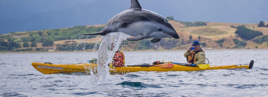 Kaikoura : demi-journée de kayak pour la faune et la flore