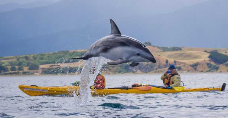 Kaikoura: Half-Day Wildlife Kayaking Tour