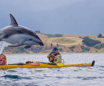 Kaikoura: Wildlife kajaktocht van een halve dag