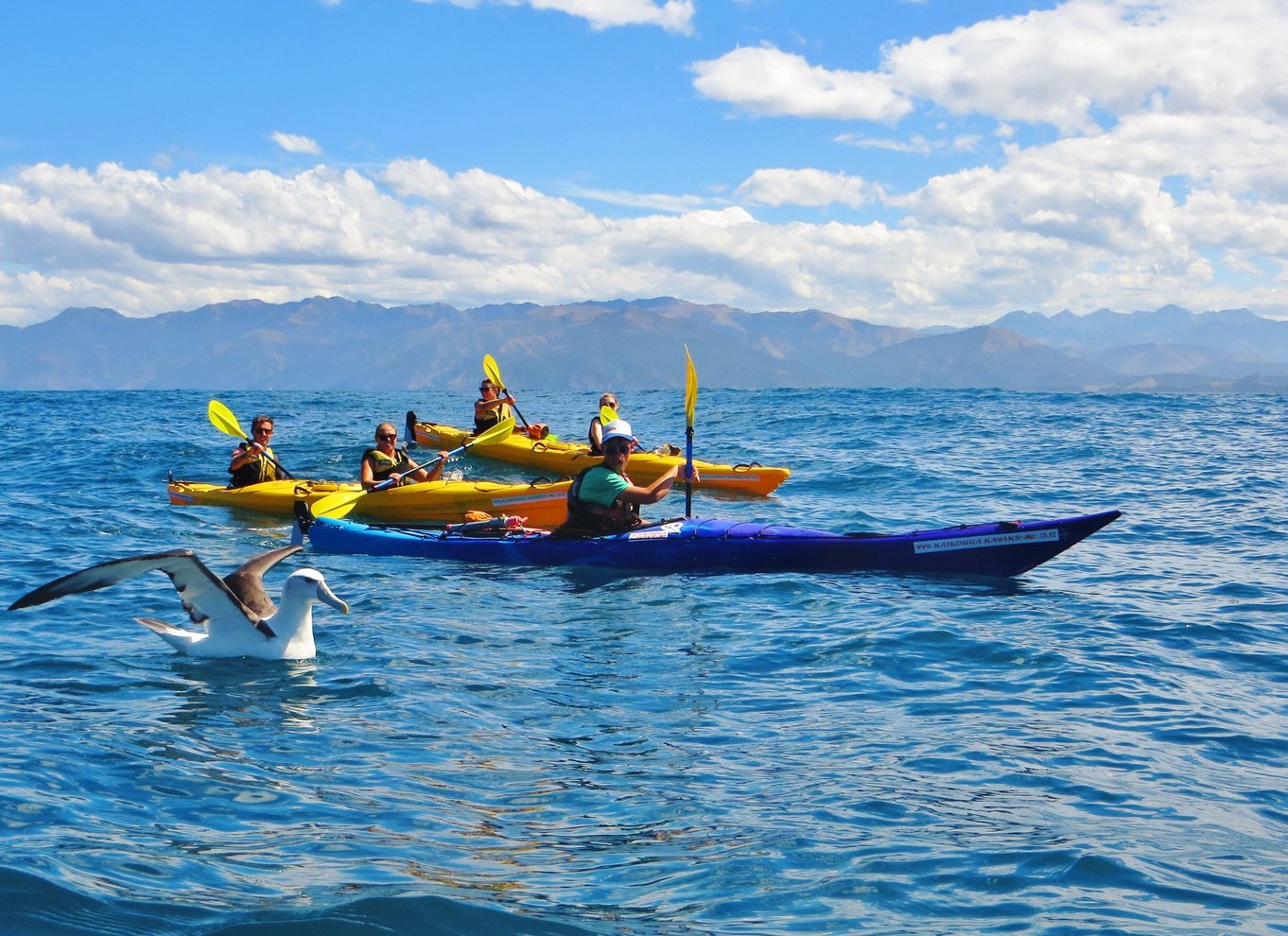 Kaikoura: Halvdagstur i kajak med vilde dyr