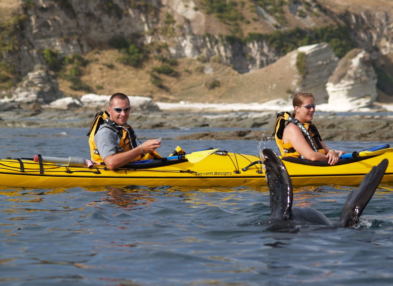 Kaikoura: Halvdagstur i kajak med vilde dyr