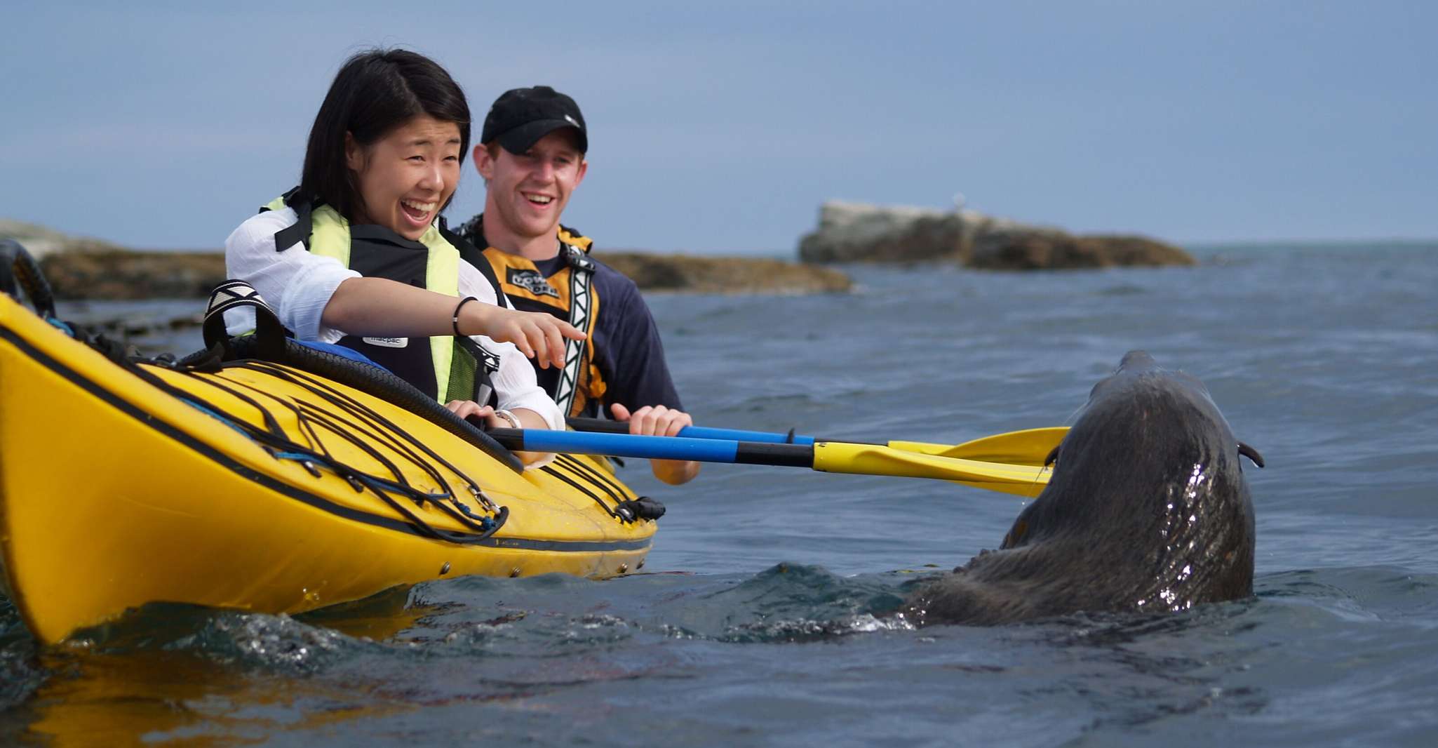 Kaikoura, Half-Day Wildlife Kayaking Tour - Housity