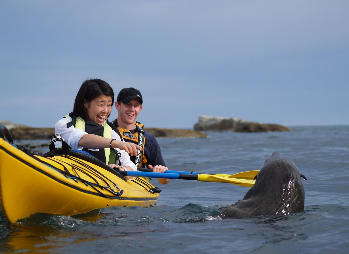 Kaikoura: Halvdagstur i kajak med vilde dyr