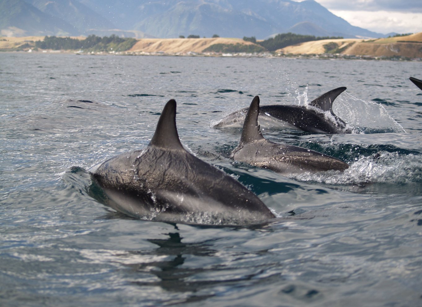 Kaikoura: Halvdagstur i kajak med vilde dyr