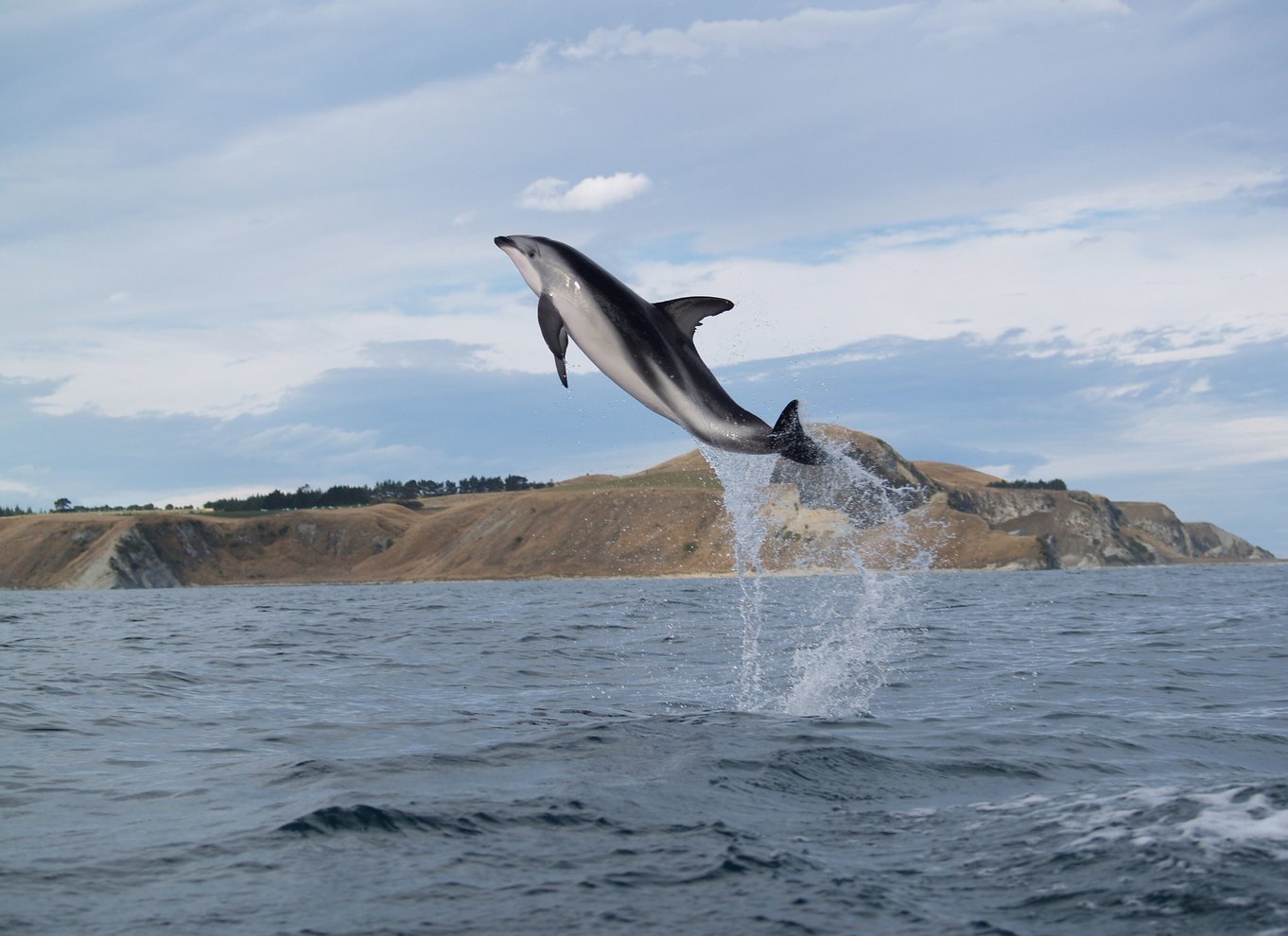 Kaikoura: Halvdagstur i kajak med vilde dyr