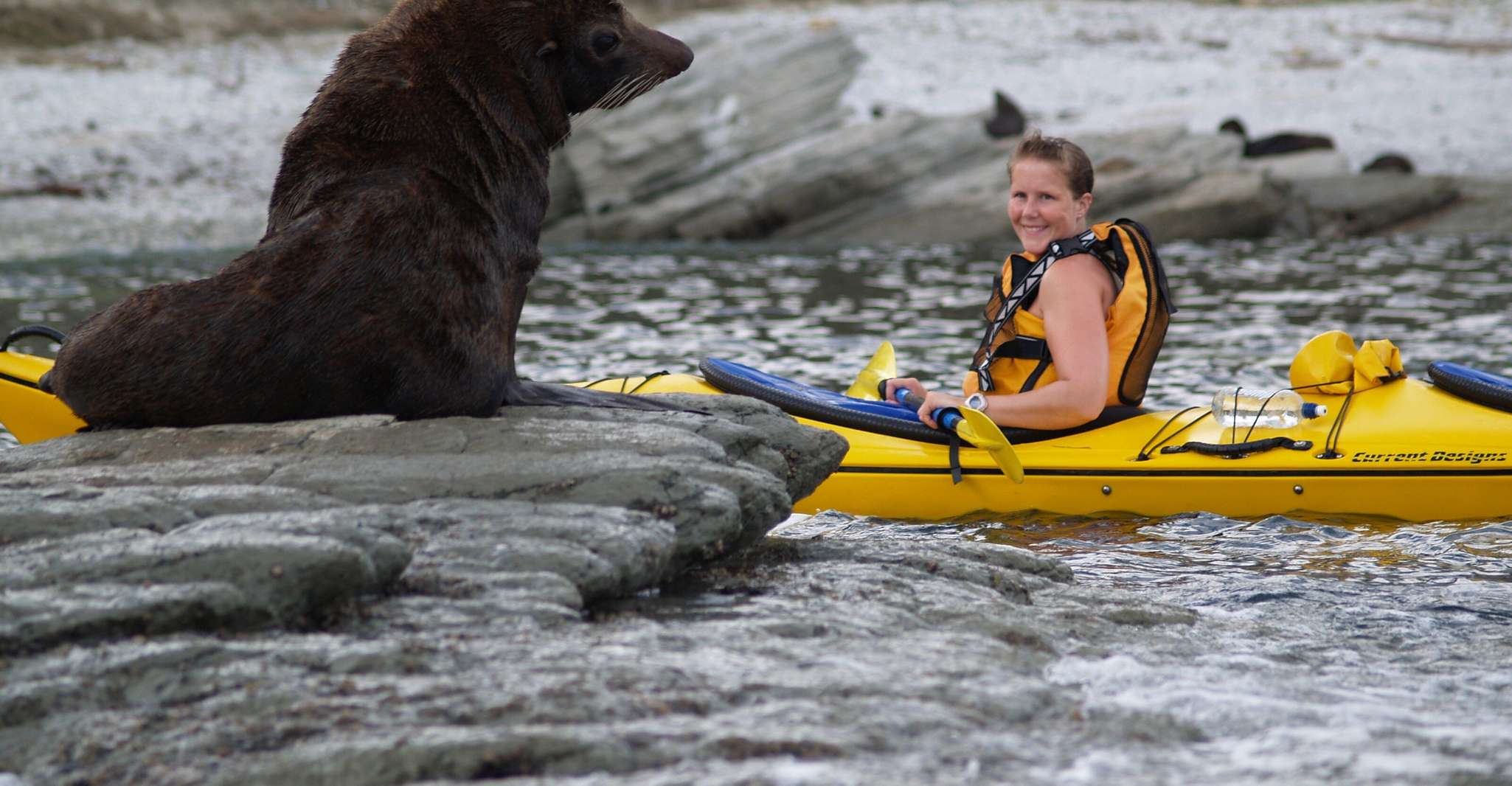 Kaikoura, Half-Day Wildlife Kayaking Tour - Housity