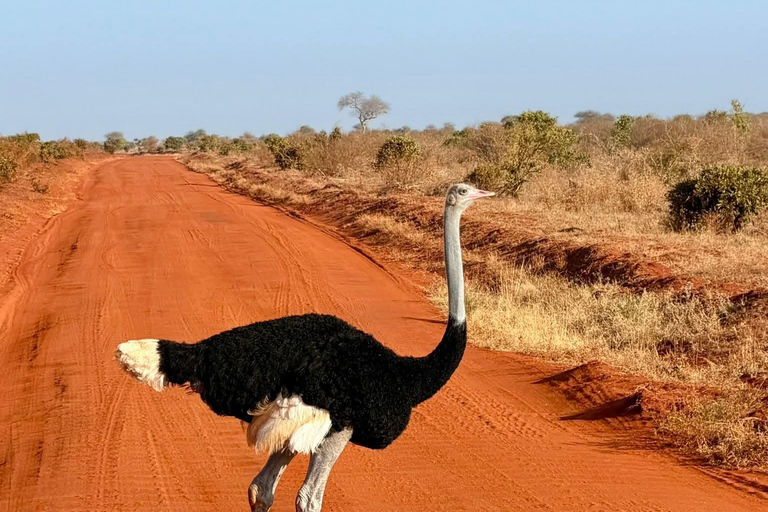 Mombasa: 3-Day Tsavo East/West & Kilimanjaro Views Safari