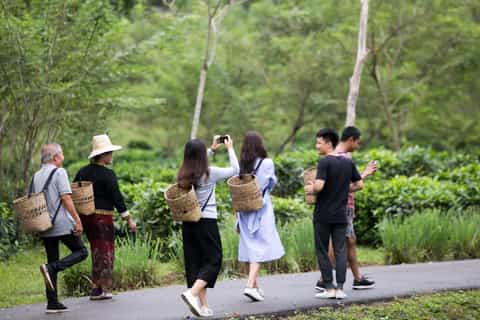 desde chiang mai recorrido privado por el jardín de té y la cueva