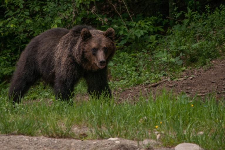 Van Brasov: Small-Group Brown Bear Watching Tour