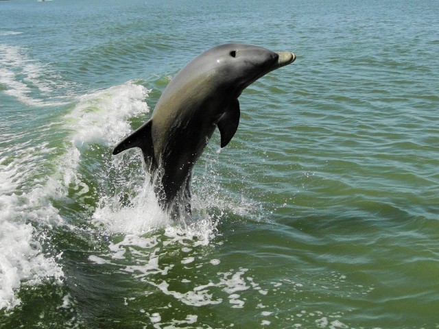 Visit Everglades National Park 2 hour Dolphin & Birding Boat Tour in Everglades City, Florida, USA