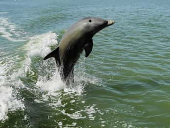 Everglades-Nationalpark: Vogel- und Delfin-Fototour Everglades-Nationalpark: Vogel- und Delfin-Fototour