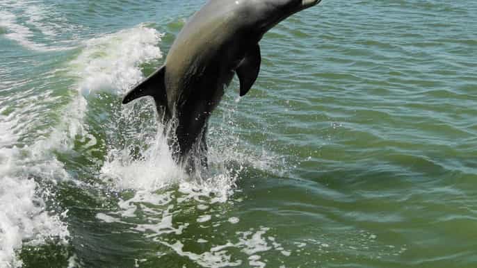everglades national park 2hour bird and dolphin photo tour