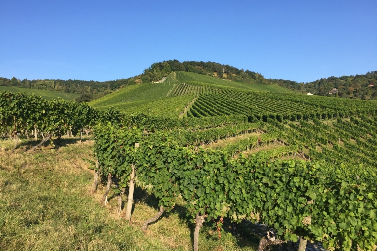 Stuttgart: randonnée viticole de 2 heures avec dégustationsRandonnée partagée avec dégustations