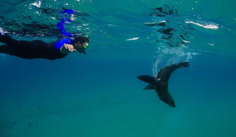 Port Phillip Bay: 2-Hour Seal Swim