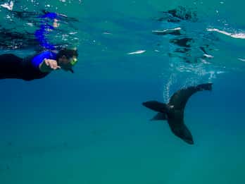 Sorrento: Boat Tour & Snorkeling with the Seals with Lunch