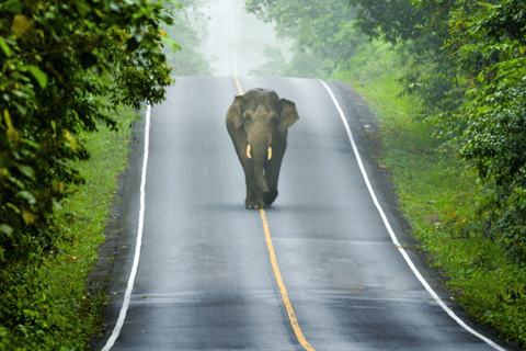 Da Bangkok: Noleggio privato di Khao Yai con diverse opzioni2 giorni / MPV (4ppl)