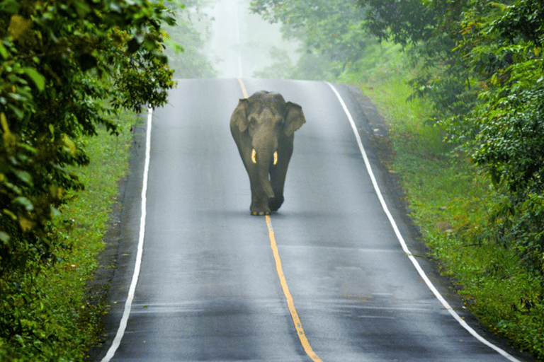 Da Bangkok: Noleggio privato di Khao Yai con diverse opzioni2 giorni / MPV (4ppl)