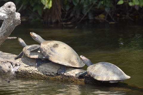 Puerto Maldonado: 4-tägige Tambopata-Regenwald-Tour