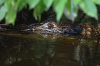 Puerto Maldonado, 4-Day Tambopata Rainforest Tour - Housity