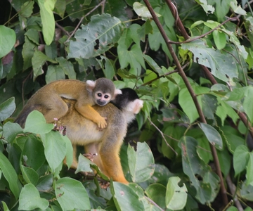 Puerto Maldonado: 4-Daagse Tambopata regenwoud tour