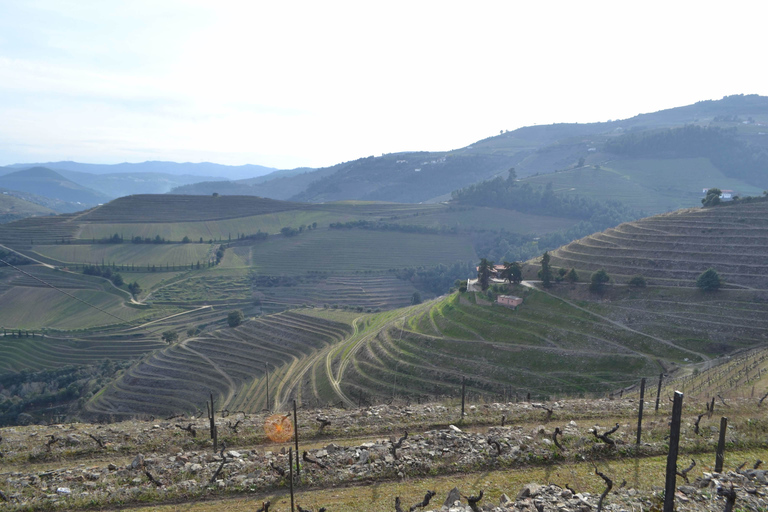 Porto: 3 Vinhedos do Vale do Douro com almoçoPonto de encontro: 3 Tour dos Vinhedos do Vale do Douro com almoço