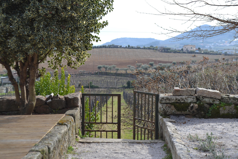 Vallée du Douro : visite de 3 vignobles avec déjeuner