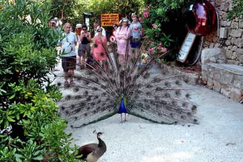 Dubrovnik: Lokrum Island Game of Thrones Tour