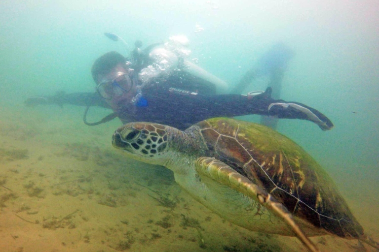 Gold Coast: Introductory SCUBA Diving Experience