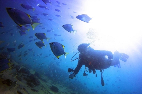 Gold Coast: inleidende duikervaring