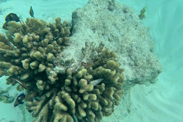 Zanzibar: tour dell'isola di Pungume e snorkeling con pranzo barbecueTour privato con servizio di prelievo e rientro in hotel incluso