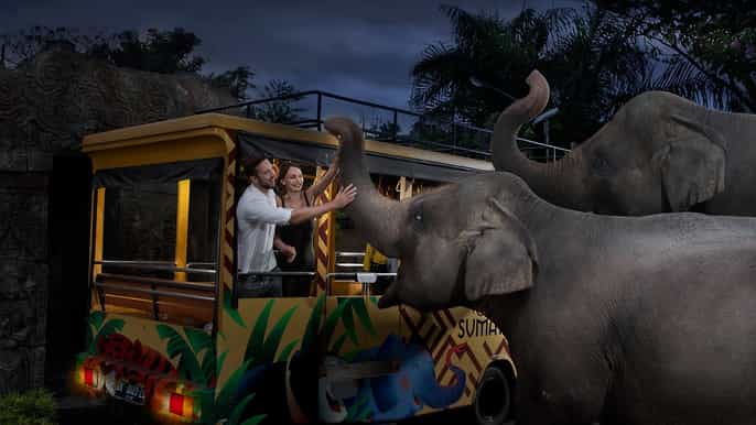 bali zoo night at the zoo experience