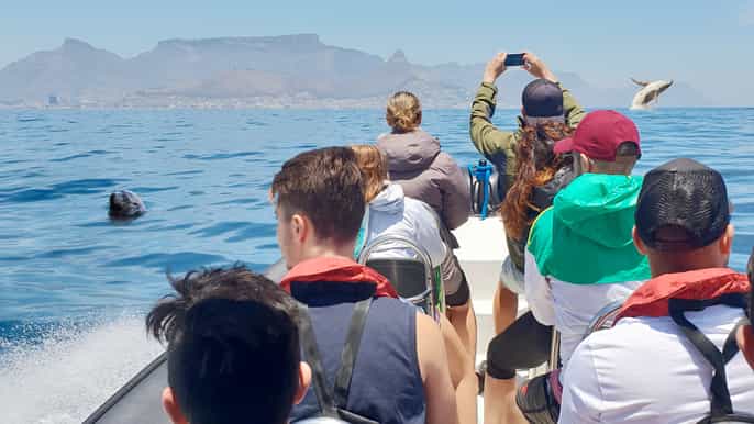 cape town marine big 5 ocean safari from v&a waterfront