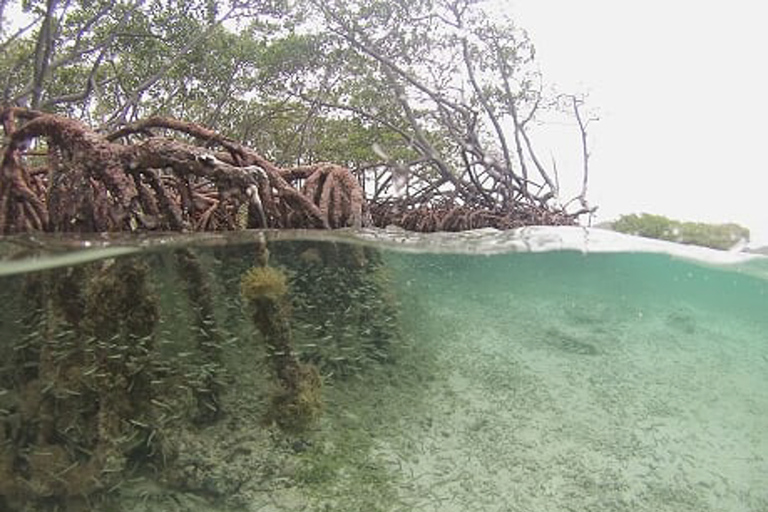 From San Juan: Bio Bay Magic & Rum Tasting Tour From San Juan: Bioluminescent Bay Boat Tour and Hot Springs