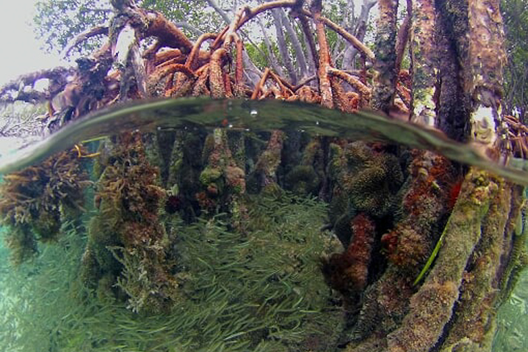 From San Juan: Bio Bay Magic & Rum Tasting Tour From San Juan: Bioluminescent Bay Boat Tour and Hot Springs