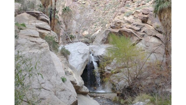 Visit Palm Springs Desert Oasis Hike in Indian Canyons in Palm Springs, California