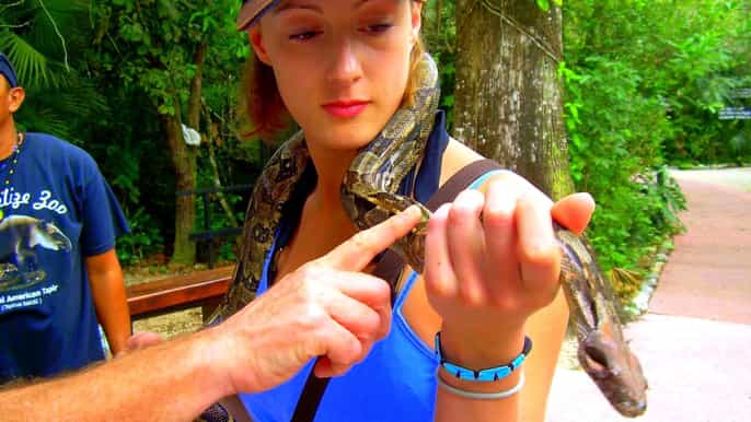 from belize city altun ha and belize zoo adventure