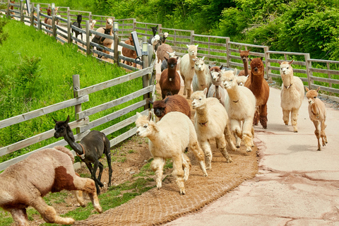 Seoul: Alpaca World, Railbike and opt Garden of Morning Calm Alpaca+Bike Shared Tour, Meet at Dongdaemun