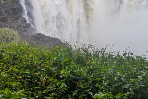 Victoria Falls Leisure Walk & Big Tree Experience