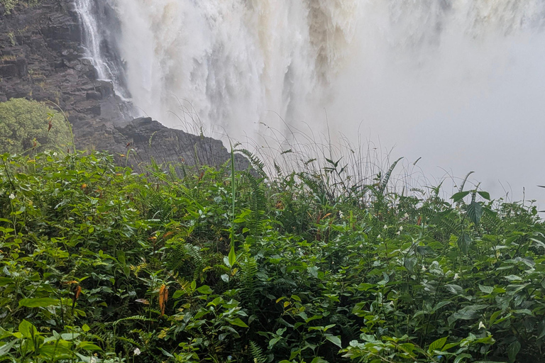 Victoria Falls Leisure Walk & Big Tree Experience